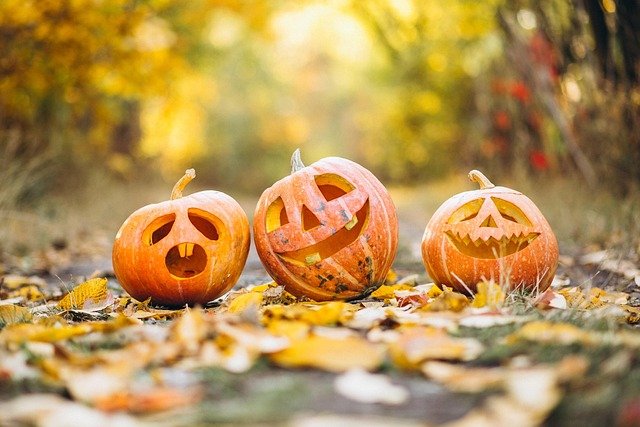 calabaza, guia de halloween, tradición, fiesta, temporada, verduras, naturaleza, hierba, calabaza, halloween, halloween, halloween, halloween, halloween